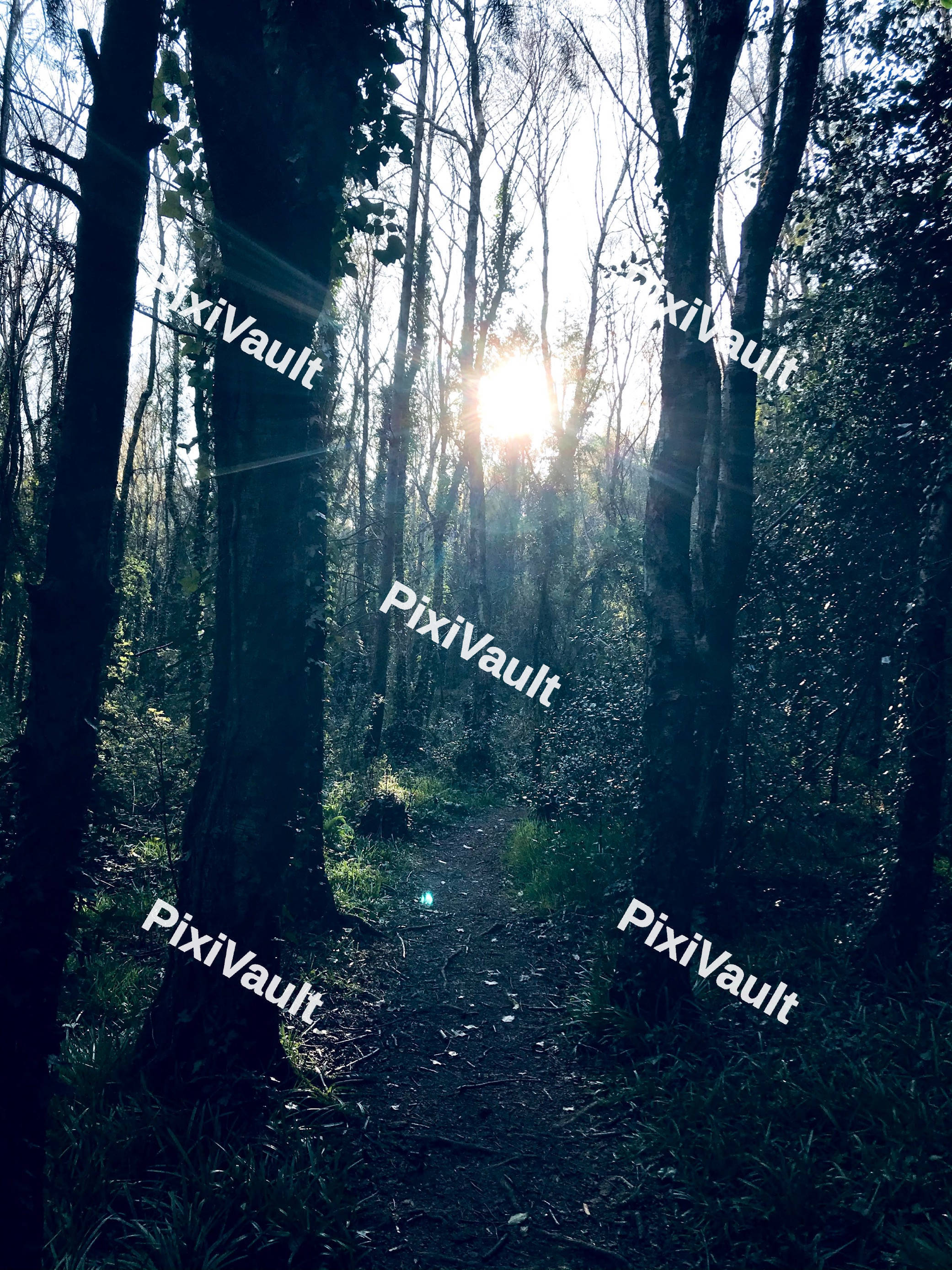 Woodland Path